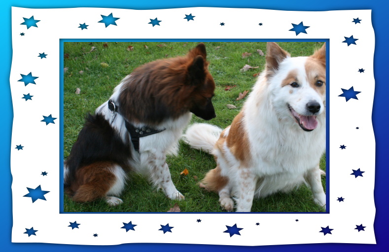 CaniloHundeWelpenWurfplanung