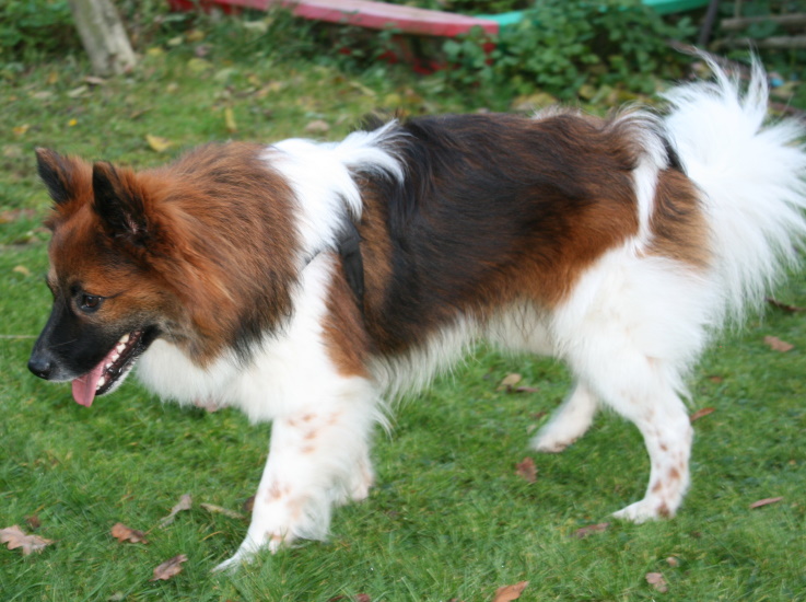 CaniloHundeWelpenWurfplanung